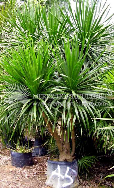 Dracaena draco (Muiti branching)